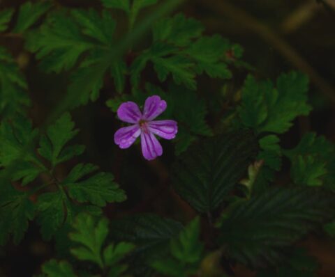 Minecraft JourneyMap harita modu tanıtım ve rehber