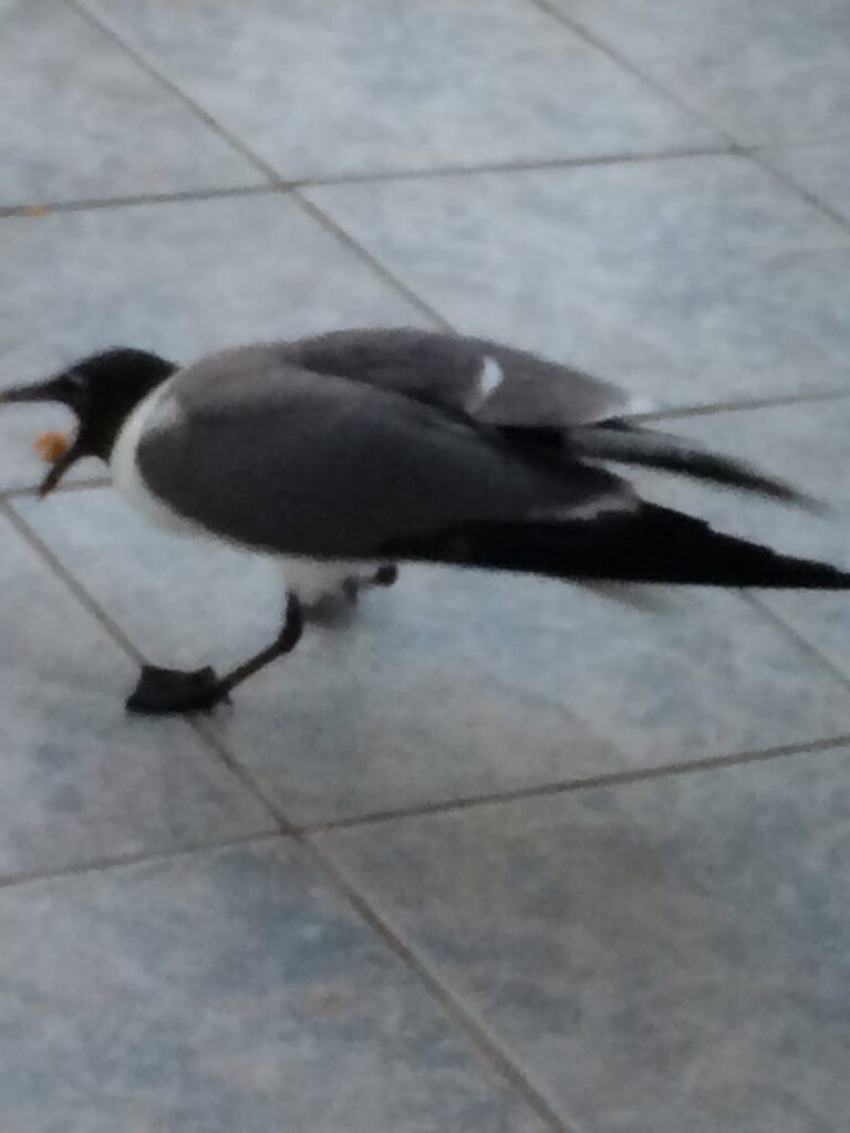 Minecraft hoglin ve gold farm yapımı rehberi