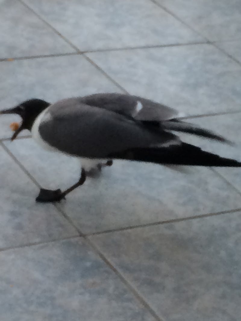 Minecraft hoglin ve gold farm yapımı rehberi