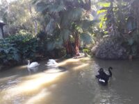 Minecraft otomatik şeker kamışı farm yapımı