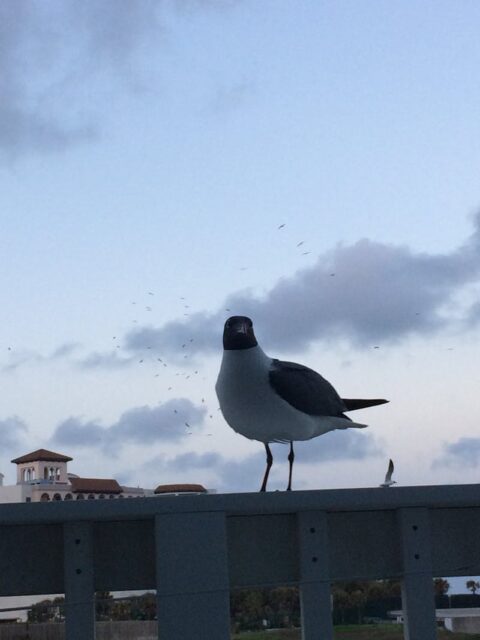 Minecraft witch farmı yapımı ve ganimet toplama rehberi